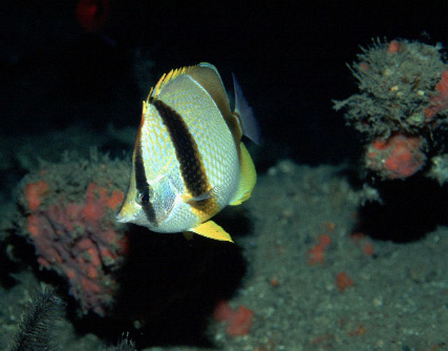 Chaetodon robustus